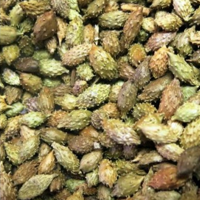 CANG ER ZI (COCKLEBUR)